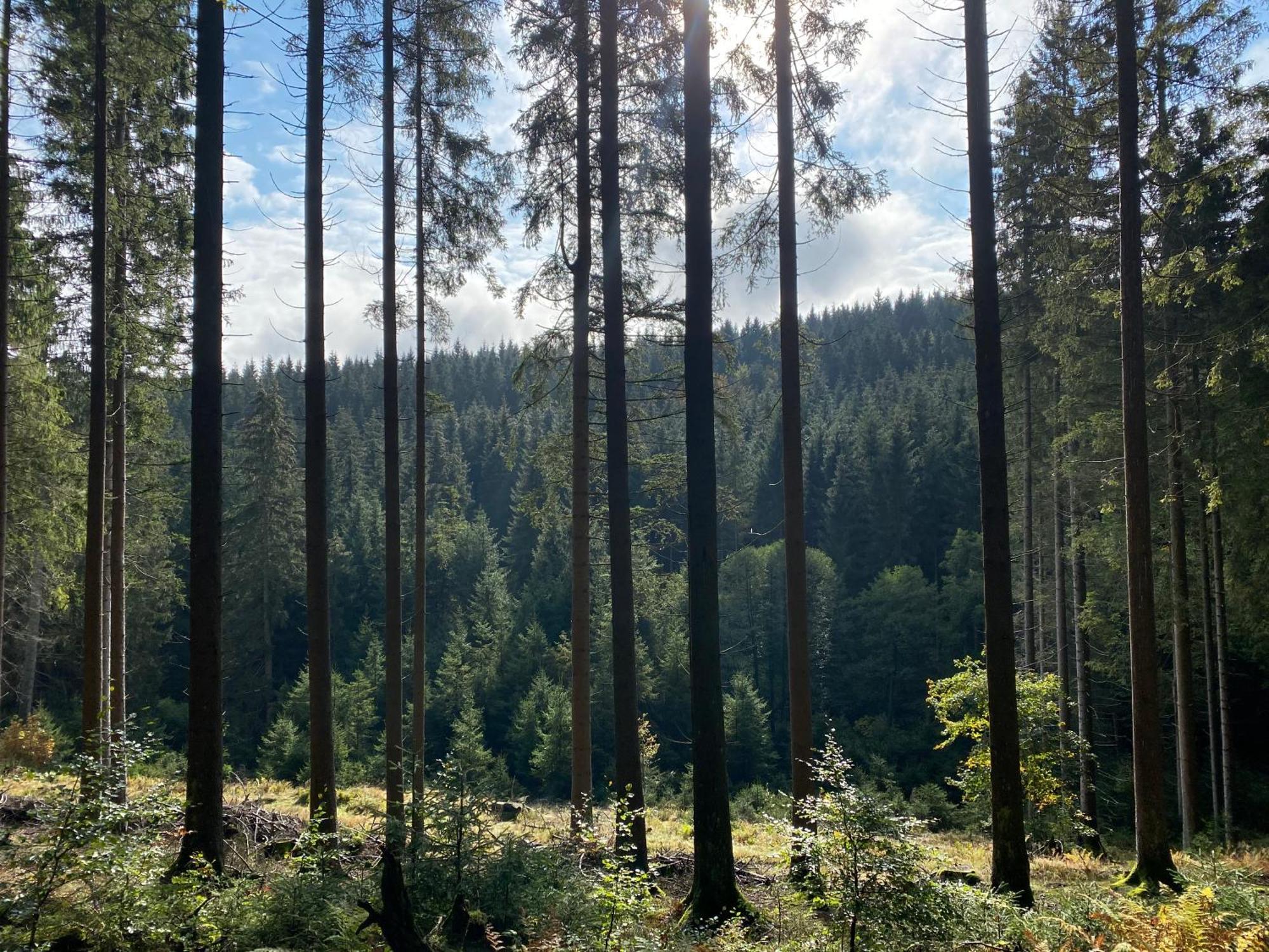 Der Schoene Asten - Resort Winterberg Esterno foto
